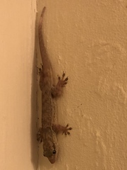 Aristelliger praesignis