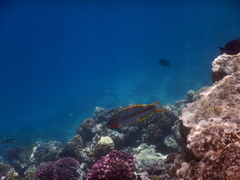 Thalassoma rueppellii