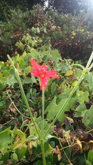 Silene laciniata laciniata