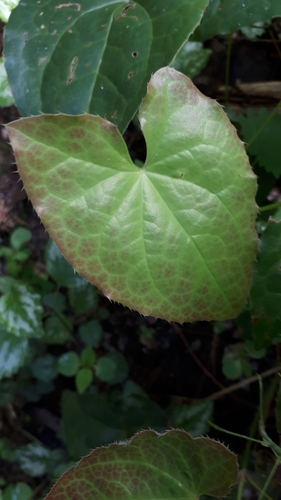 Epimedium perralderianum, photograph 1