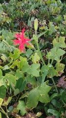 Silene laciniata laciniata