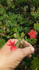 Silene laciniata laciniata