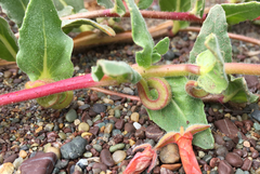 Camissoniopsis cheiranthifolia cheiranthifolia