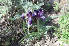 Iris timofejewii