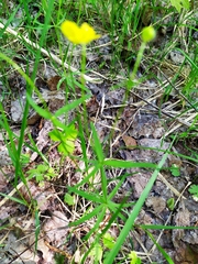 Ranunculus auricomus