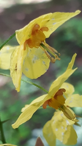Image of Epimedium perralderianum by (c) Markus Krieger, some rights reserved (CC BY)