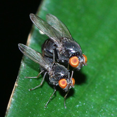 Diptera