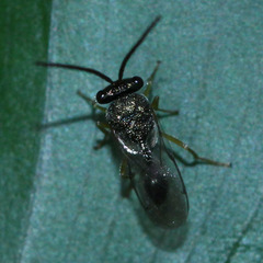 Eucharitidae