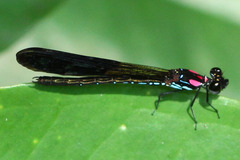 Heliocypha fenestrata