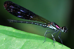 Heliocypha fenestrata