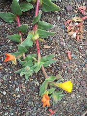 Camissoniopsis cheiranthifolia cheiranthifolia