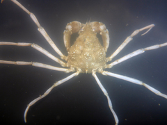 Pyromaia tuberculata