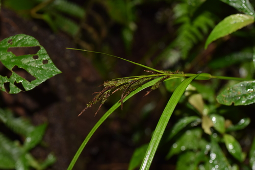 Carex graeffeana observed 2024-06-06