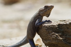 Laudakia tuberculata