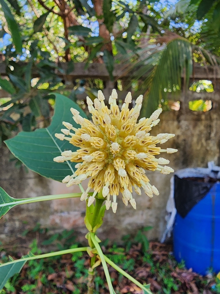 kratom