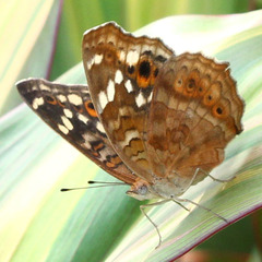 Junonia erigone