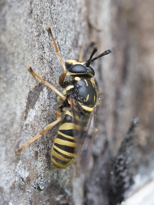 Sphecomyia vespiformis