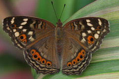 Junonia erigone