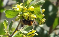 Melecta