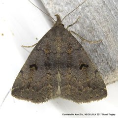 Phalaenostola hanhami