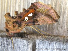 Autographa bimaculata