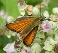 Thymelicus sylvestris