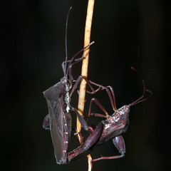 Mictis longicornis