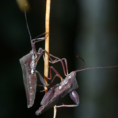 Mictis longicornis