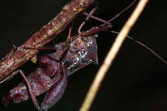 Mictis longicornis