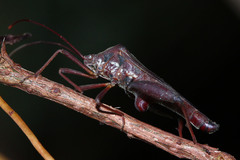 Mictis longicornis