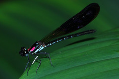 Heliocypha fenestrata