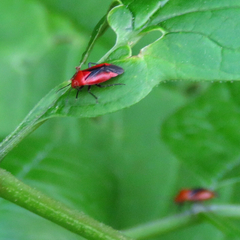 Tropidosteptes cardinalis
