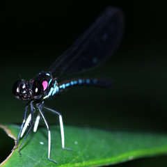 Heliocypha fenestrata