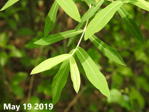 Salix koriyanagi