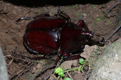Xylotrupes gideon gideon