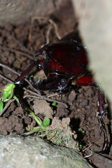 Xylotrupes gideon gideon