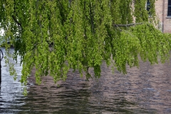 Fagus sylvatica