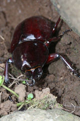 Xylotrupes gideon gideon