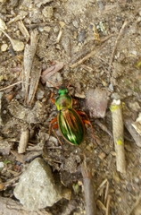 Carabus auratus