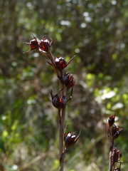Pleea tenuifolia