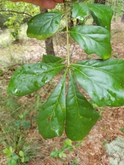 Quercus arkansana