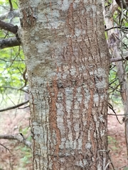 Quercus arkansana