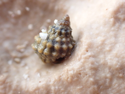 Echininus nodulosus, 2024-05-14