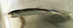 Northern Anchovy photo 4