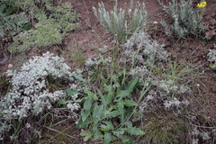 Klasea haussknechtii