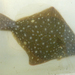 Righteye Flounders - Photo (c) Robin Gwen Agarwal, some rights reserved (CC BY-NC), uploaded by Robin Gwen Agarwal