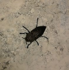 Capnodis tenebricosa