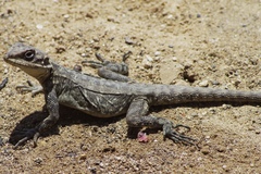 Laudakia tuberculata