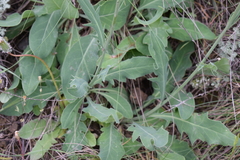 Klasea haussknechtii