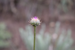 Klasea haussknechtii